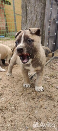 Щенки хаски+ стаф