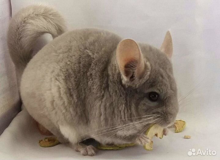 Продам шиншилл