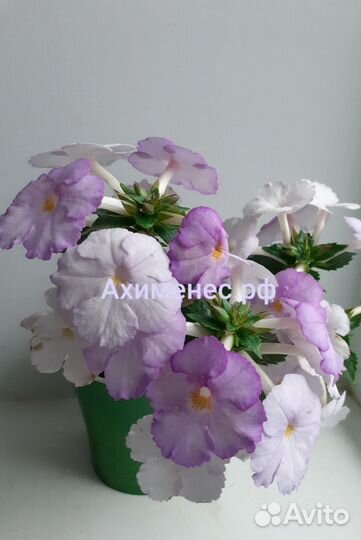 Ризомы ахименесов почтой