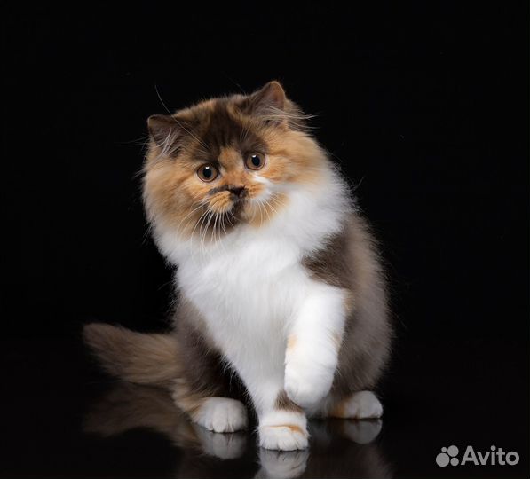 Модная киса