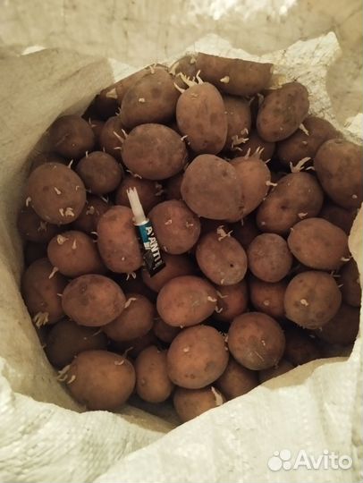 Продам картофель домашний