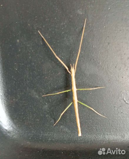 Австралийский палочник