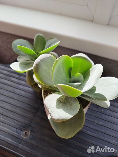 Каланхое Тирсифлора