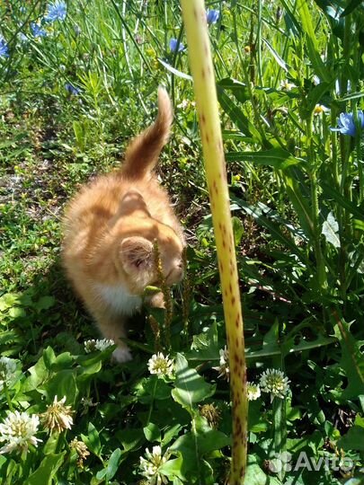 Отдам котят