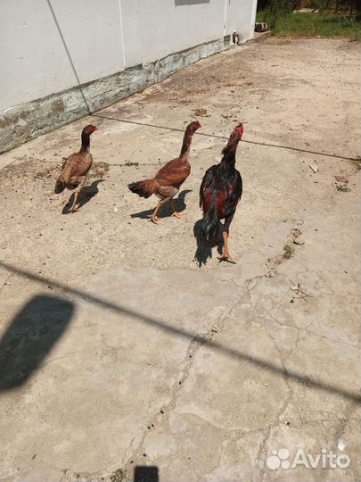 Бойцовые куры