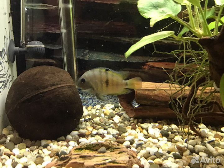 Цихлазома Седжика