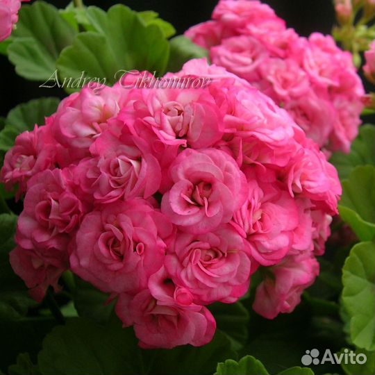 Пеларгонии сортовые (Герань)