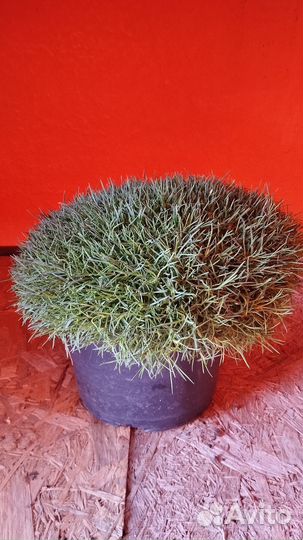 Гвоздика многолетняя, астра альпийская