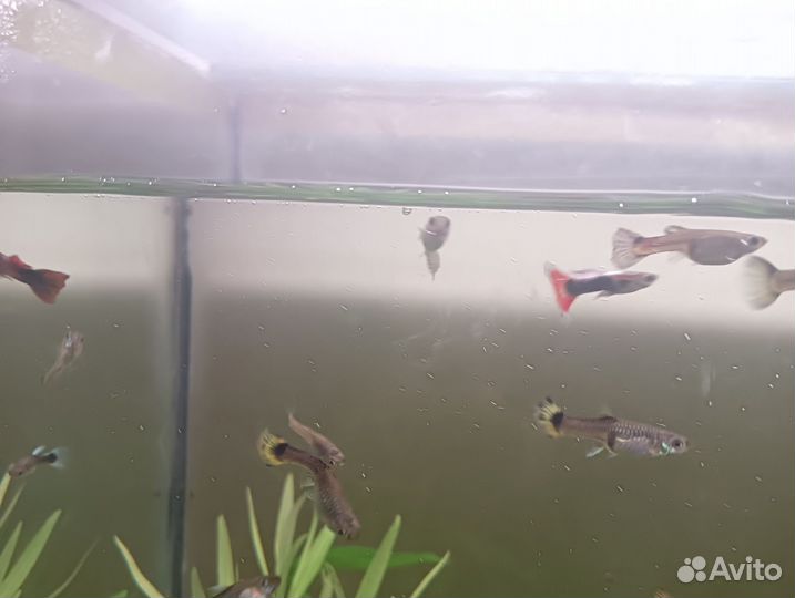 Аквариумные рыбки гуппи