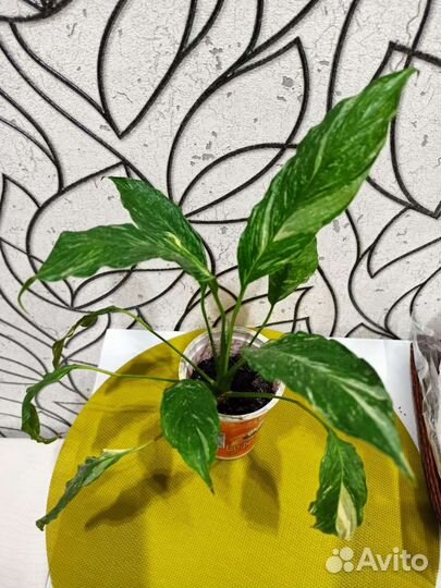 Спатифиллум Домино