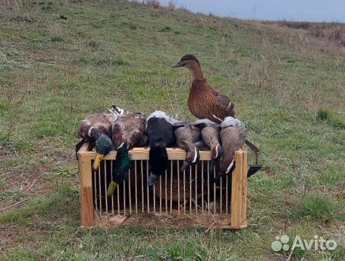 Продам Чубарых подсадных уток