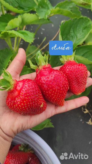 Саженцы клубники Альба, Азия