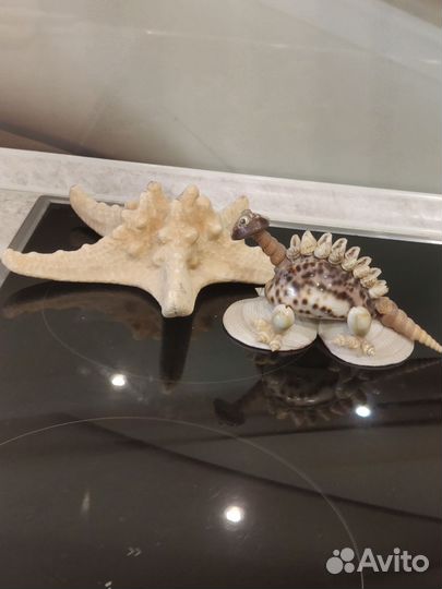 Морские ракушки, морская звезда