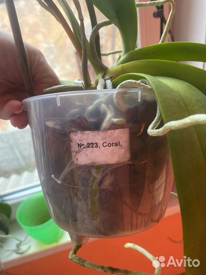 Орхидея фаленопсис Дикий кот