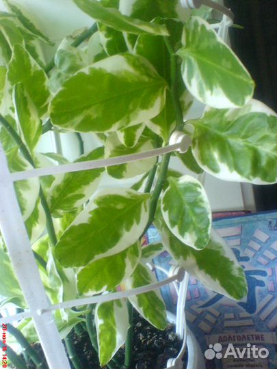 Нарядный Педилантус вариегатный