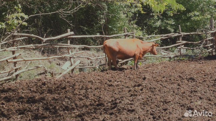 Коровы дойные