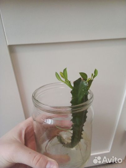 Молочай трёхграный