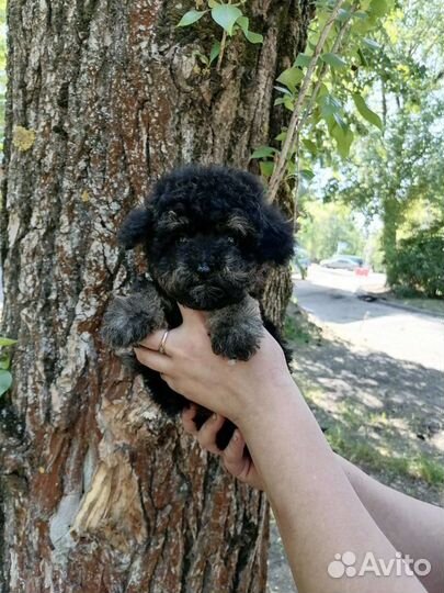 Мальтипу f1 mini мальчик