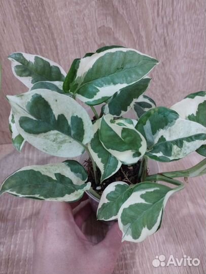 Эпипремнум эн-джой