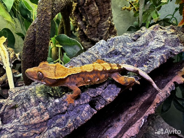 Реснитчатый бананоед