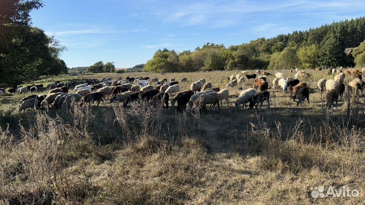 Бараны овцы