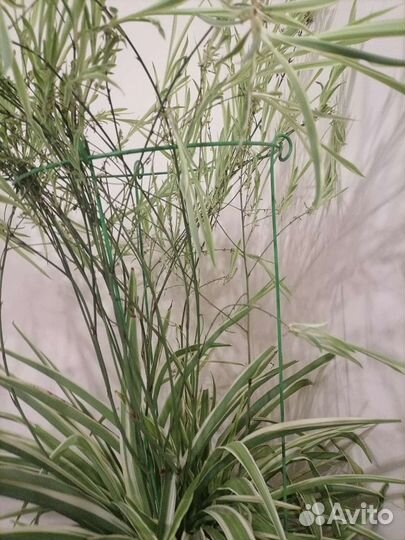 Хлорофитум (отростки)