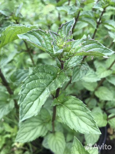 Душистые травы с дачи: мята, мелисса