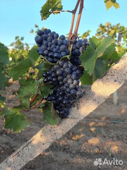 Виноград