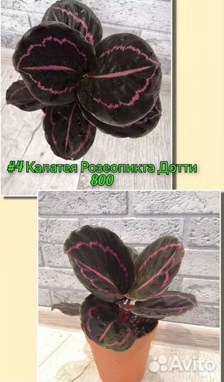 Калатея Розеопикта Дотти и Павлин