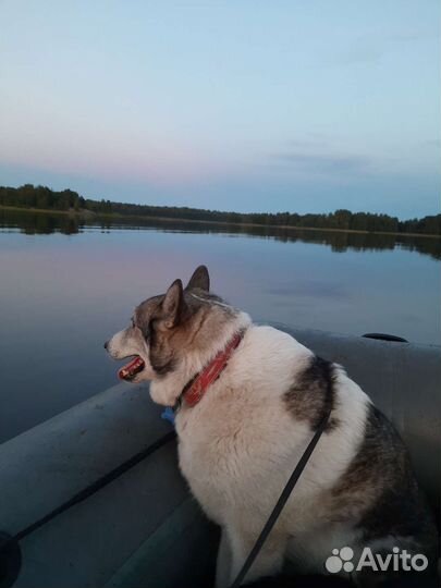 Собаки бесплатно в добрые руки