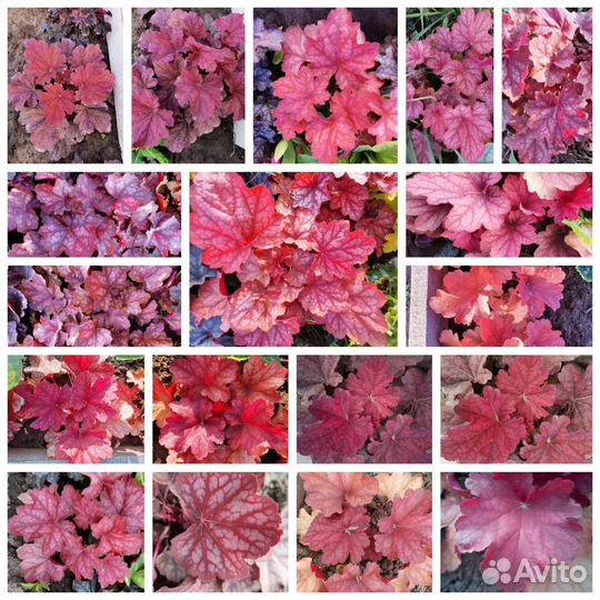 Гейхера семена