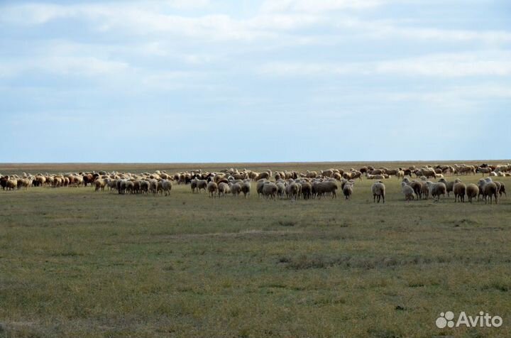 Баранина тушами