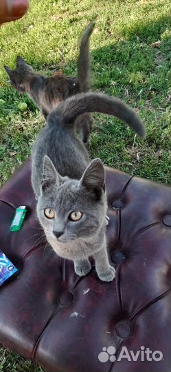 Котята отдам в добрые руки бесплатно