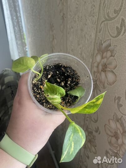 Эпипремнум