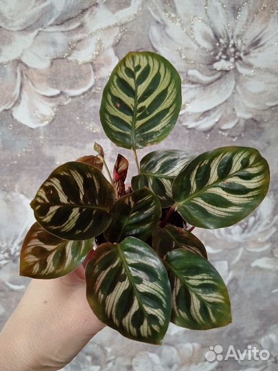 Калатея макоя