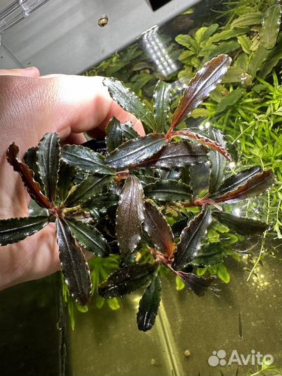 Аквариумные рыбки, сомики, коридорас Штерба