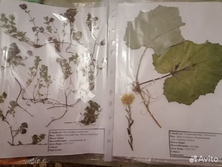 Гербарий растении