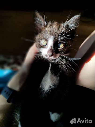 Кошка в дар бесплатно
