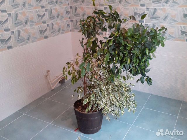 Фикус бенджамина