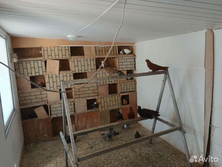 Продажа голубей