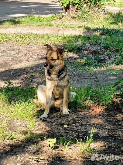 Собака в добрые руки