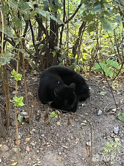 Найден кот бронницкая ул