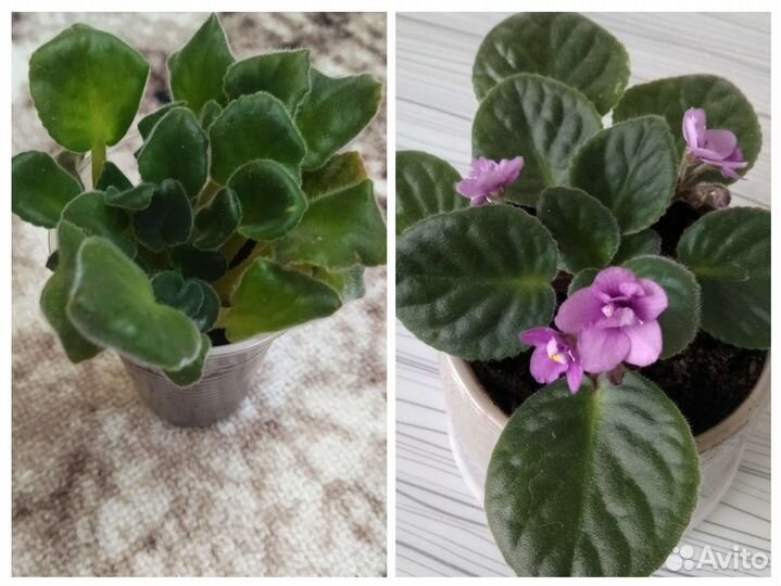 Цветы для дома