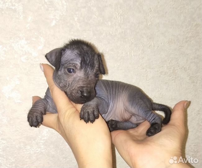 Ксолоитцкуинтли мини малыш