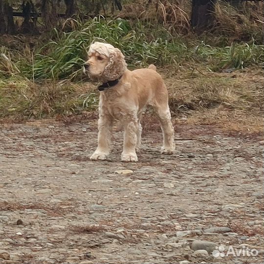 Кокер спаниель английский, вязка