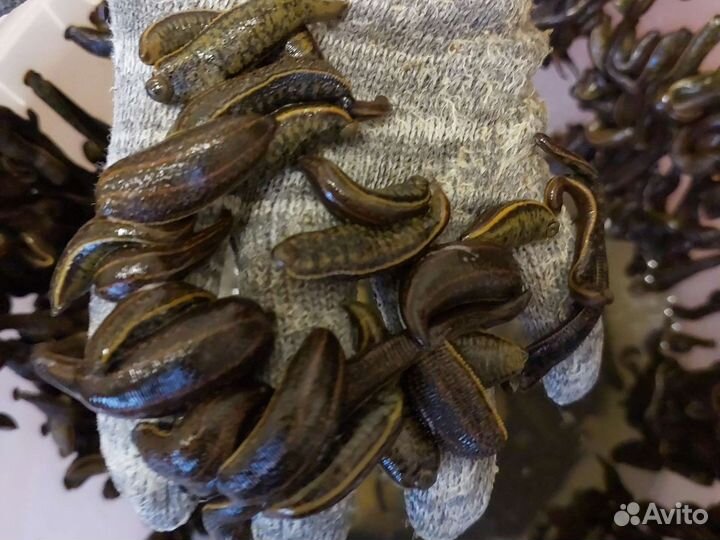 Пиявки медицинские