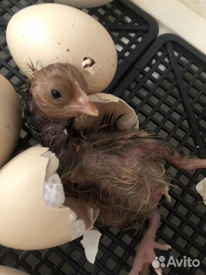 Цыплята Орпингтона золотоокаймленного