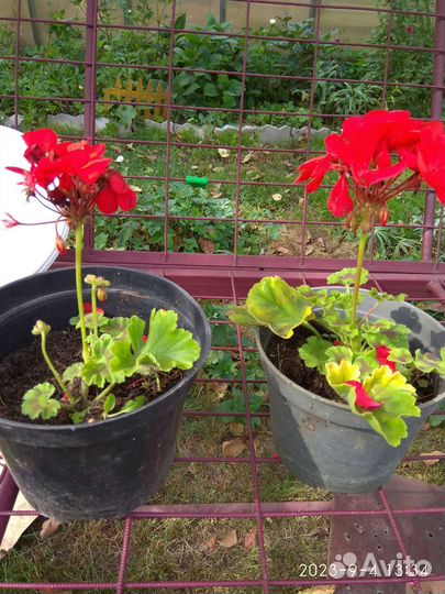 Пеларгония герань