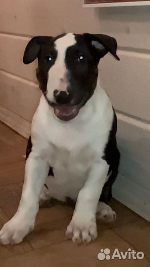 Бультерьер