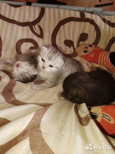 Шотландская